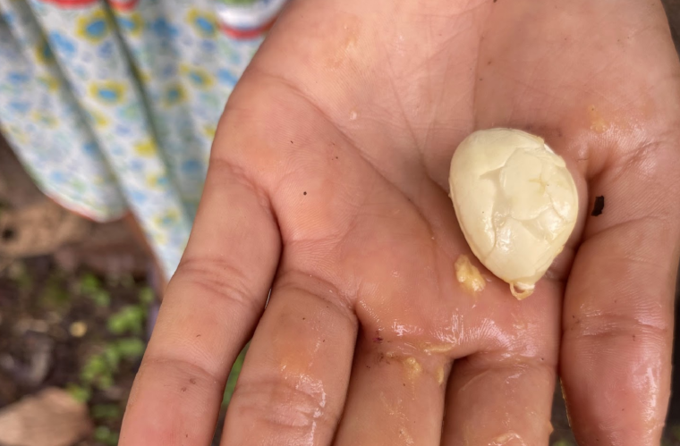  La semilla del cacao blanco (Theobroma bicolor) es más redondeada que la semilla del cacao (Theobroma cacao). Foto: Erik Hoffner 